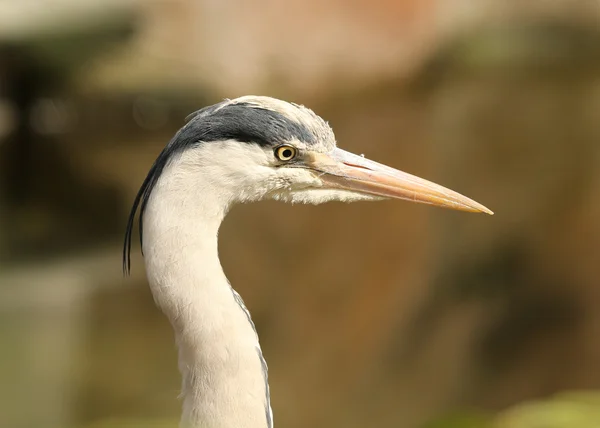 Primer plano de una garza gris — Foto de Stock