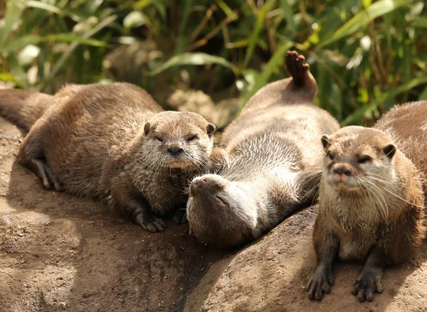 Oriental Short Clawed Otters — Zdjęcie stockowe