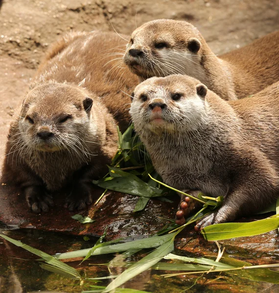 oryantal kısa pençeli su samuru