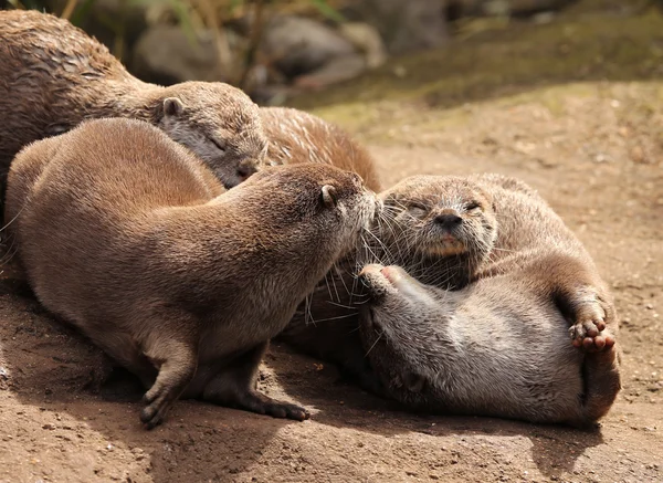 Oriental Short Clawed Otters — Stock Photo, Image