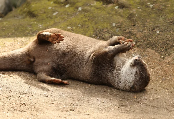 Orientalischer Kurzkrallenotter — Stockfoto