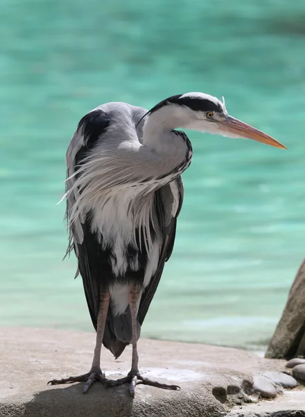 Retrato de una garza gris salvaje — Foto de Stock