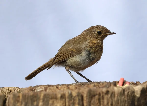 Close up of a baby Robin — Stock Photo, Image