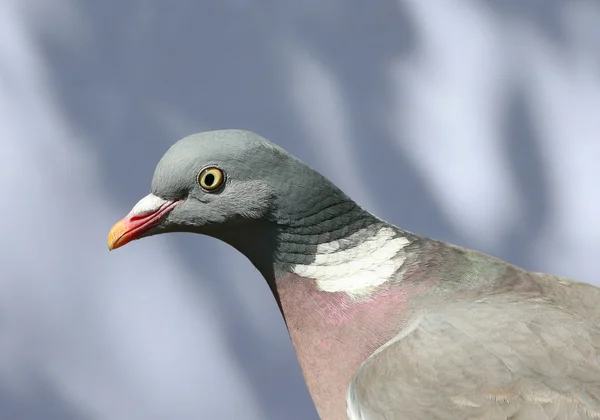 Gros plan d'un pigeon des bois — Photo