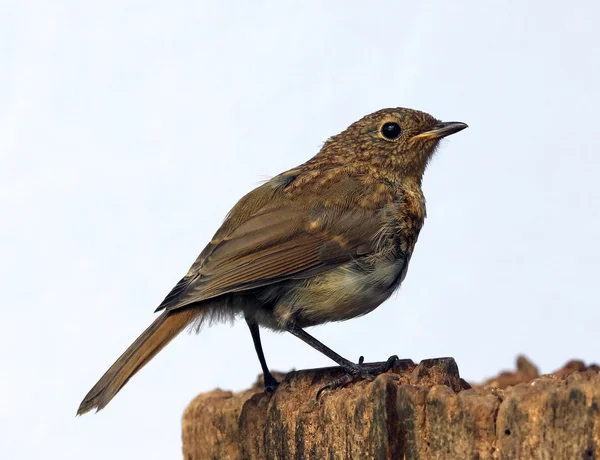 Close up of a young Robin — Stock Photo, Image