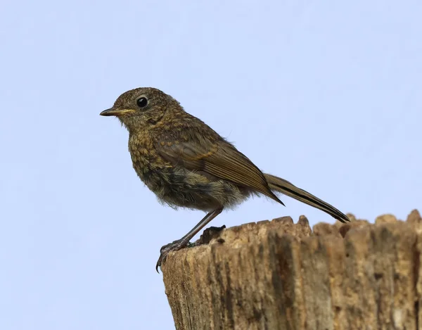 Robin rebrested en un poste de la cerca — Foto de stock © njnightsky