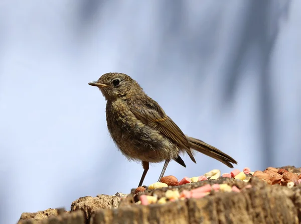 Close up of a baby Robin — Stock Photo, Image