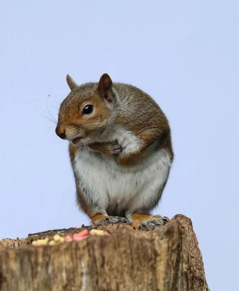 Mannelijke, grijze eekhoorn — Stockfoto