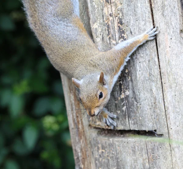 Männliches Grauhörnchen — Stockfoto