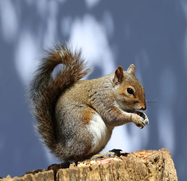 Férfi szürke mókusok, am — Stock Fotó