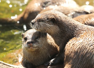 oryantal kısa pençeli su samuru