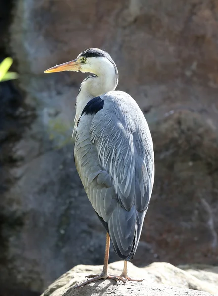 Primer plano de una garza gris —  Fotos de Stock