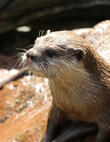 Oriental Short Clawed Otter — Stock Photo, Image