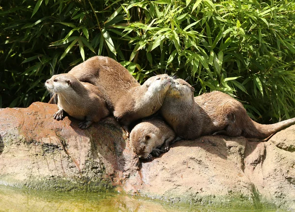 Oriental Short Clawed Otters — Stock Photo, Image