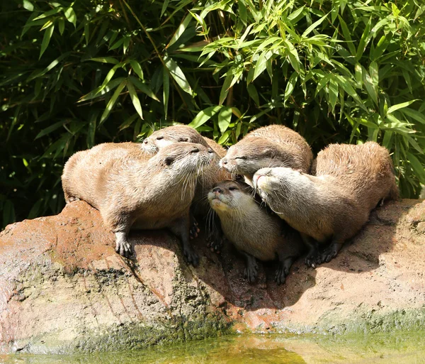 Oriental Short Clawed Otters — Stock Photo, Image