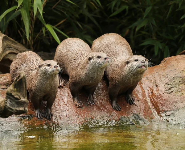 Oriental Short Clawed Otters — Zdjęcie stockowe