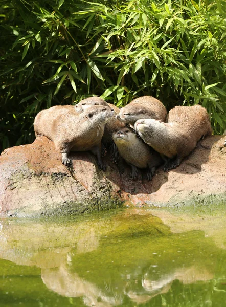 Oriental Short Clawed Otters — Stock Photo, Image