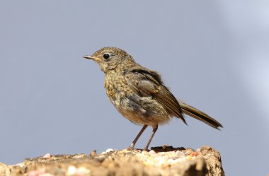 Bir bebeğe Robin yakın çekim