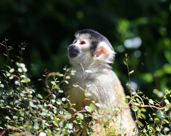 Close up of a Squirrel monkey — Stock Photo, Image