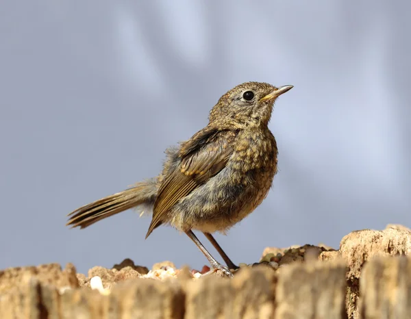 Close up of a baby Robin — Stock Photo, Image