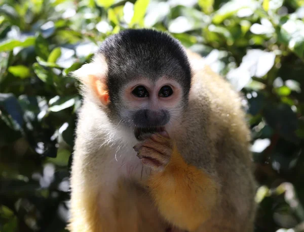 Close up of a Squirrel monkey — Stock Photo, Image