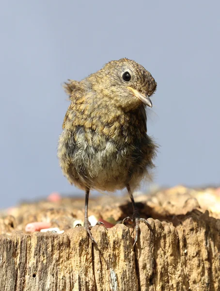 Close up of a baby Robin — Stock Photo, Image