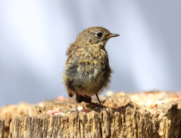 Bir bebeğe Robin yakın çekim — Stok fotoğraf