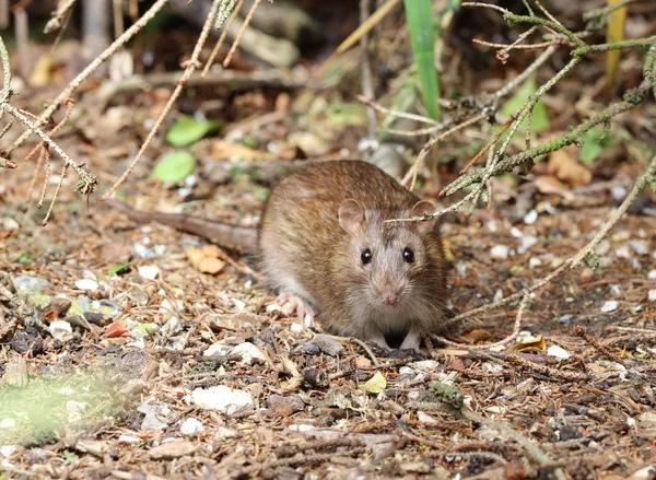 Rato castanho selvagem — Fotografia de Stock