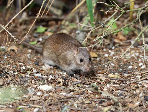 Ratto marrone selvatico — Foto Stock