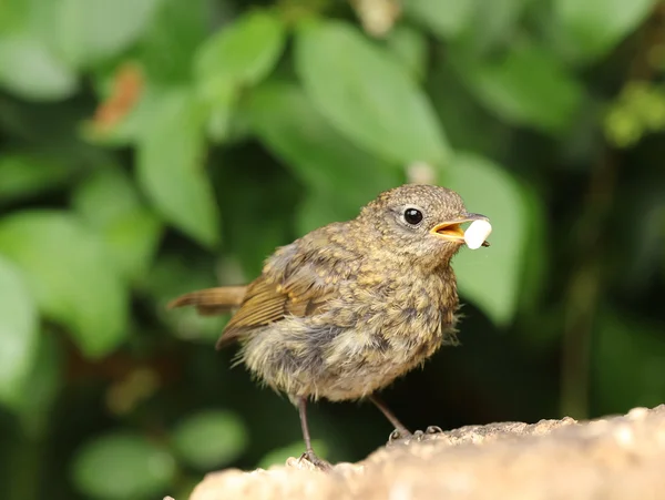 Närbild på en bebis Robin — Stockfoto