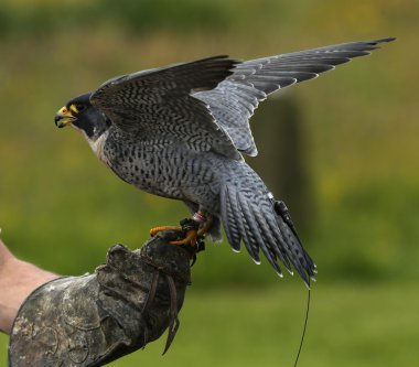 peregrine falcon yakın çekim