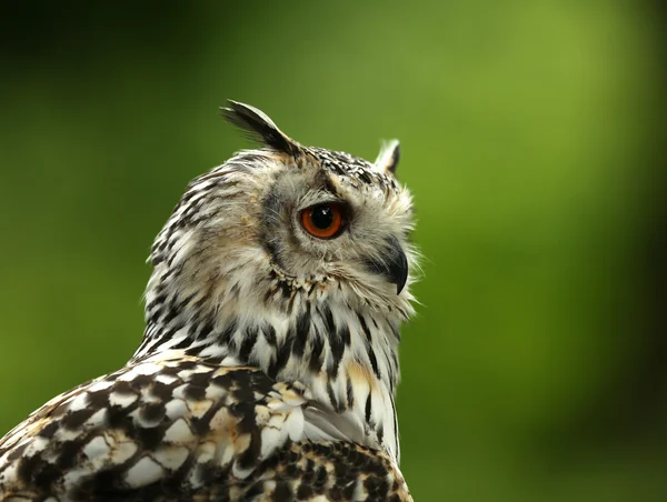 Close up of an Eagle Owl — Stock Photo, Image