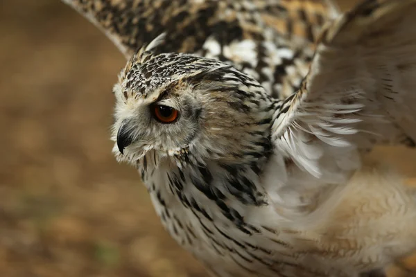 Primer plano de un búho águila — Foto de Stock