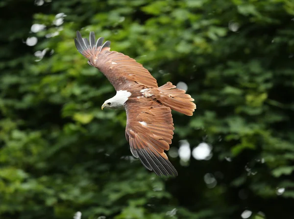 Gros plan d'un cerf-volant Brahiminy — Photo