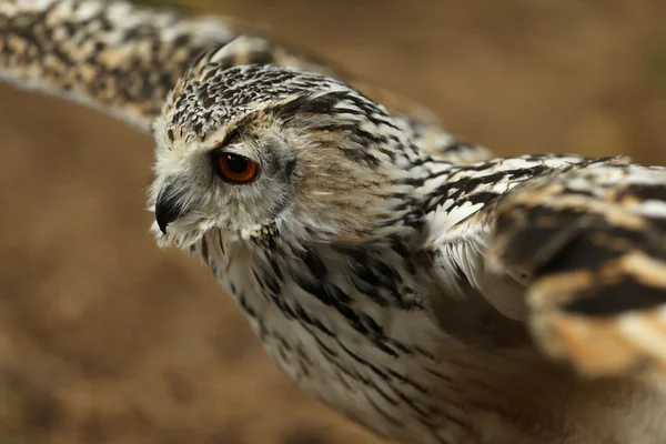 Close up of an Eagle Owl — Stock Photo, Image