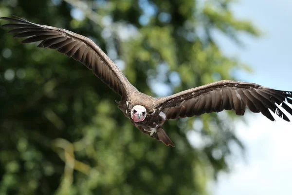 White-headed vulture — Stock Photo, Image