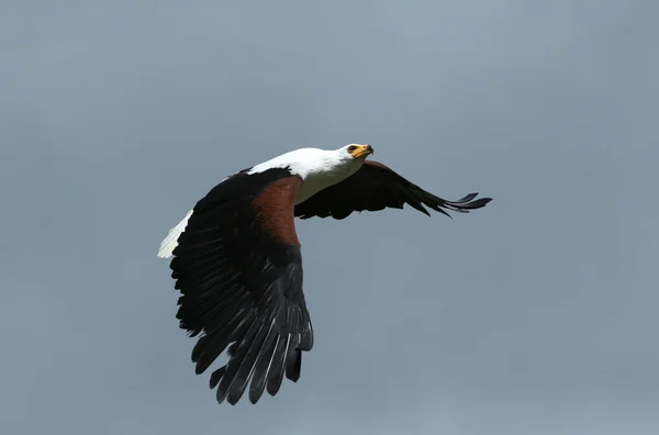 African Fish Eagle — Stock Photo, Image