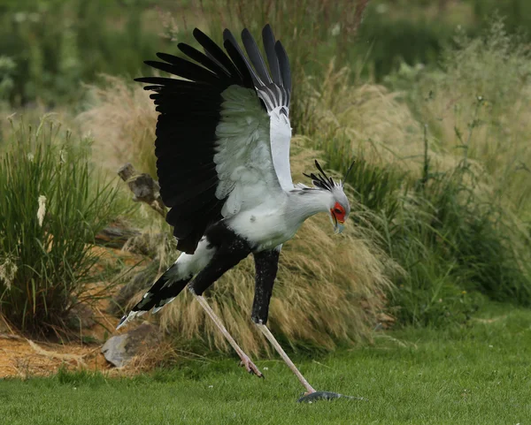 Primer plano de un Secretario Bird — Foto de Stock