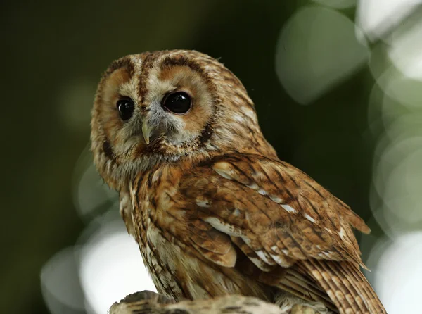 Primer plano de un búho Tawny — Foto de Stock