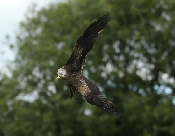 Close up of a Black Kite — Stock Photo, Image