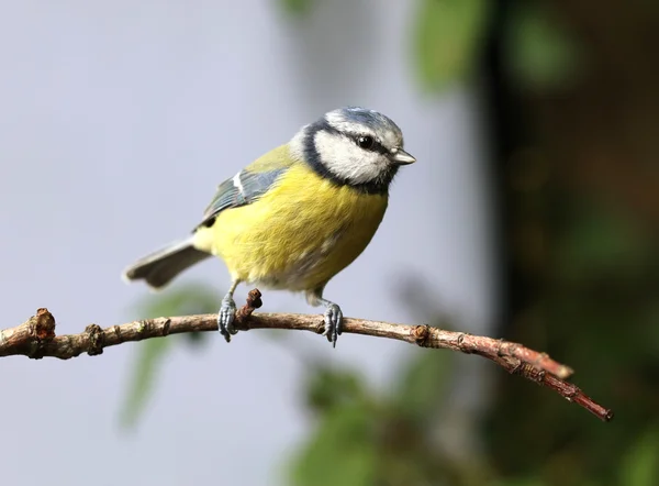 Close up of a Blue Tit — Zdjęcie stockowe