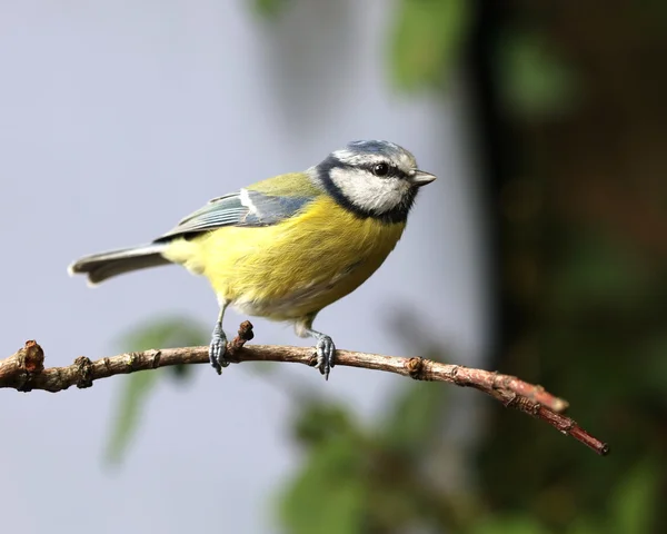 Close up of a Blue Tit — Stock Photo, Image