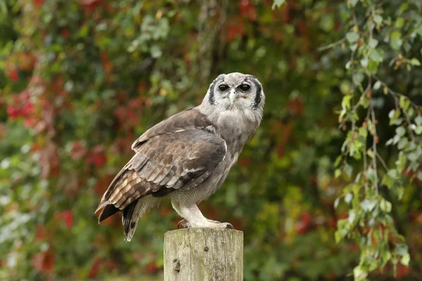 Búho águila de Verreaux — Foto de Stock