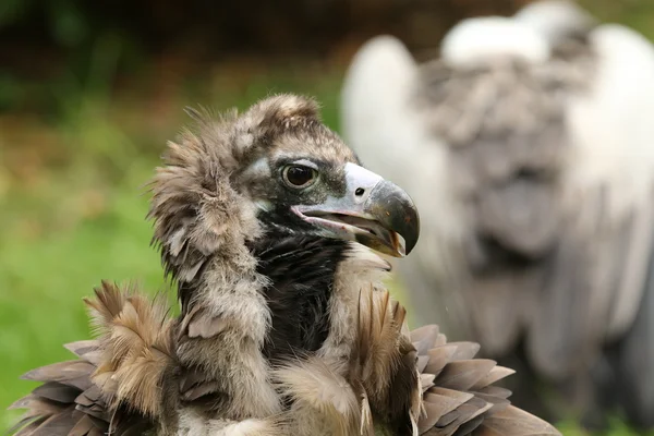 Close up of a Cinereous Vulture — Stock Photo, Image