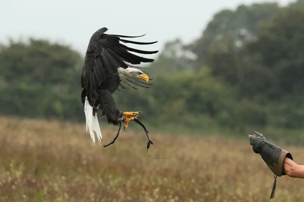 Лысый орлан в полете — стоковое фото