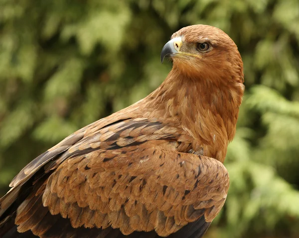 Primer plano de un águila Tawny — Foto de Stock