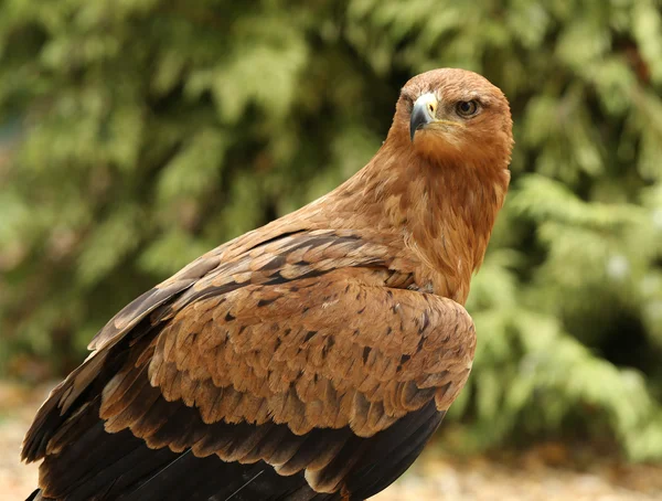 Primer plano de un águila Tawny — Foto de Stock