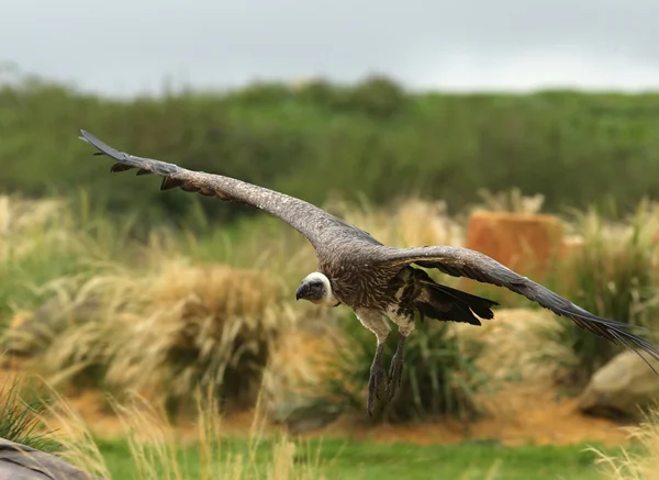 Buitre leonado en vuelo — Foto de Stock