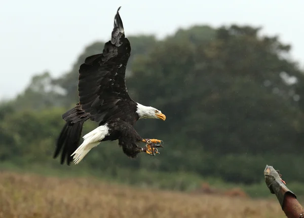Volo Eaglein calvo — Foto Stock