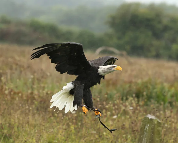 Águila calva en vuelo — Foto de Stock